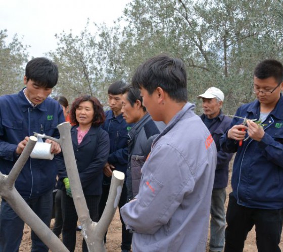 公司從產(chǎn)業(yè)鏈起始端著手，引進(jìn)良種優(yōu)苗，繁育基地苗圃，優(yōu)化樹(shù)種，以?xún)?yōu)質(zhì)的橄欖樹(shù)苗為生產(chǎn)特級(jí)初榨橄欖油提供基礎(chǔ)保障。在以自建萬(wàn)畝國(guó)家標(biāo)準(zhǔn)化油橄欖..